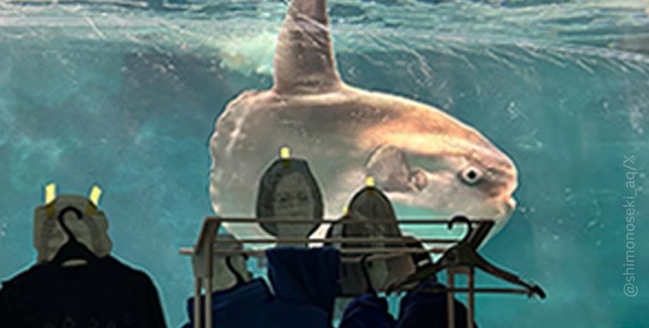 солнечная рыба, депрессия, униформа, япония, ремонт, океанариум