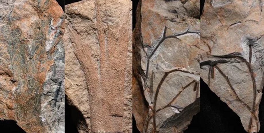 самый старый лес на Земле