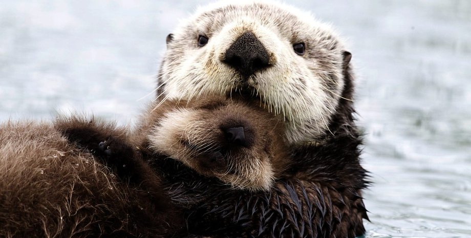 Выдра / Фото: ВВС