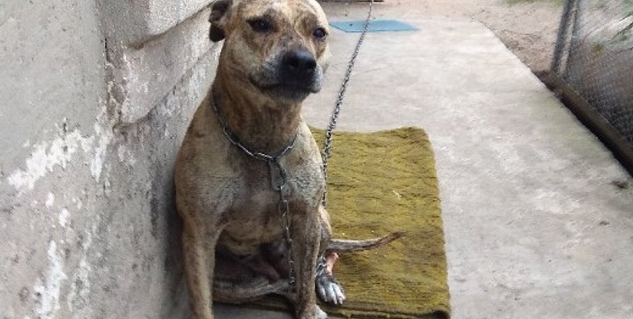 Фото: setam.net.ua