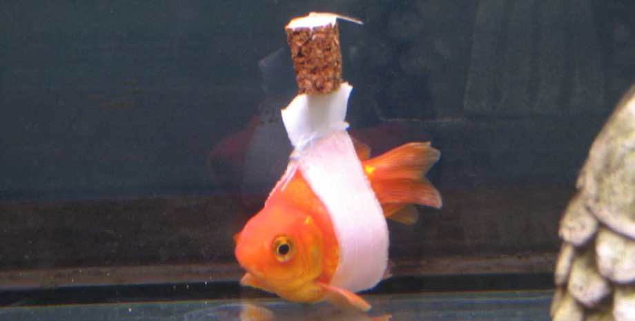 Золотая рыбка / Фото: Reddit
