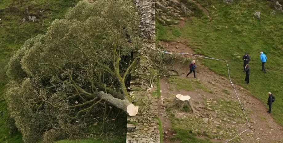 дерево, явор, Британия, Адрианов вал, Вал Адриана, полиция, расследование, вандализм, преступление, повреждение, трещина, злоумышленник, вырубка, памятник