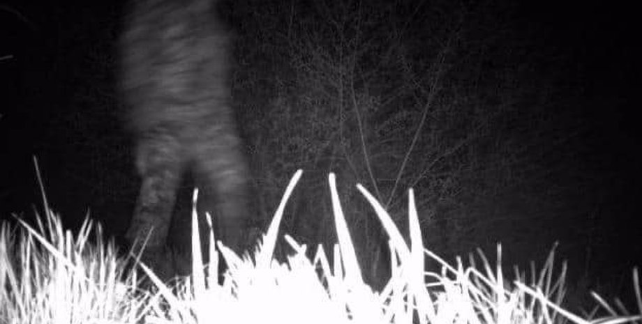 фотоловушка, камера на границе, пограничники, кража