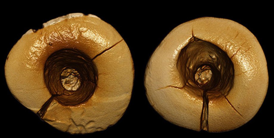 3D-реконструкция зубов со следами пломбирования / Фото: American Journal of Physical Anthropology