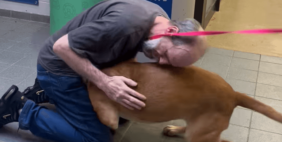 собака, власник