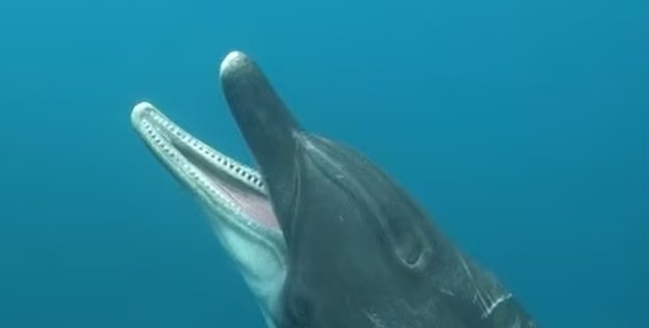 дельфіни зів, дельфіни позіхають