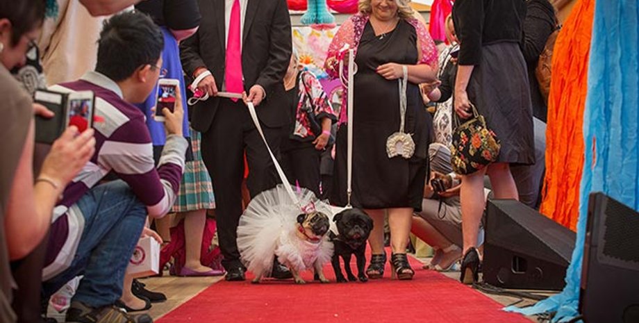 Свадьба мопсов / Фото: Крис Хопкинс