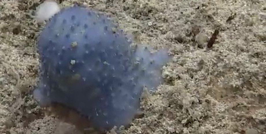 океан, синяя слиз