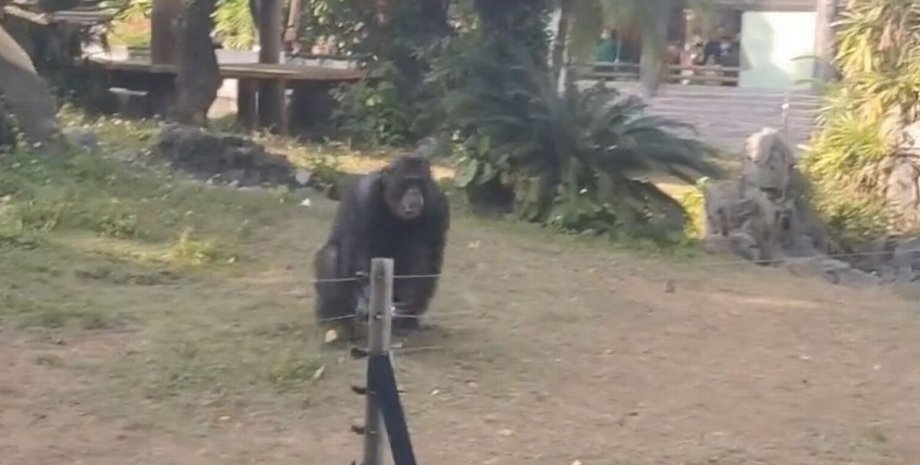 нападение обезьян на человека