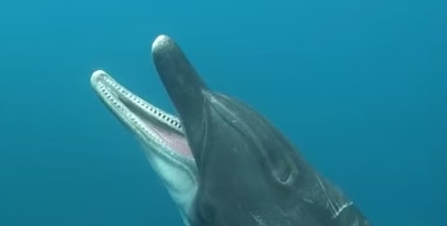 дельфины зев, дельфины зевают