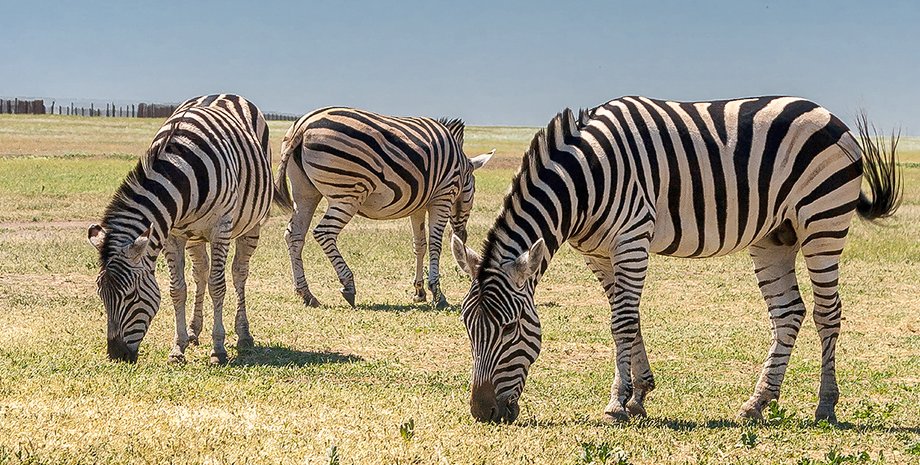 Фото: Getty Images