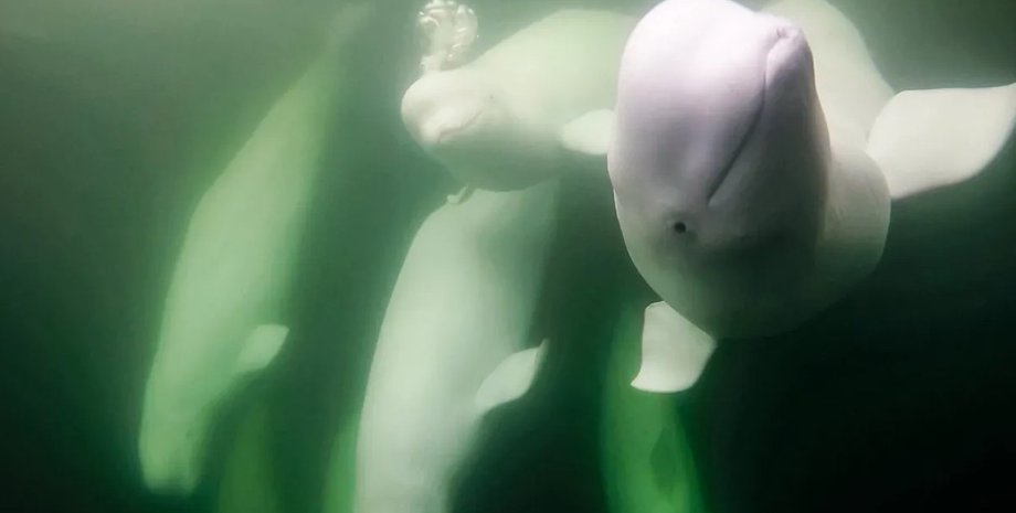 киты, белухи, белухи в Арктике