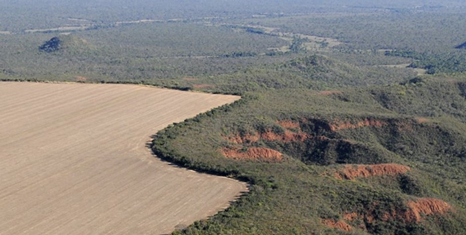 пастбища, пастбища бразилия
