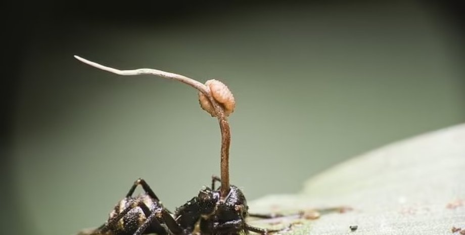 гриб, гриб паразит