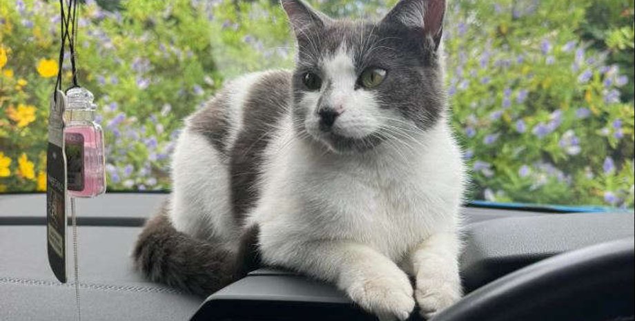 Кошка, Кошки, коты, Кошка путешественник