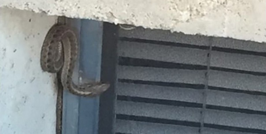 Змії, будинок, стіна, гніздо змій, змії в стінах будинку, повзають у стінах