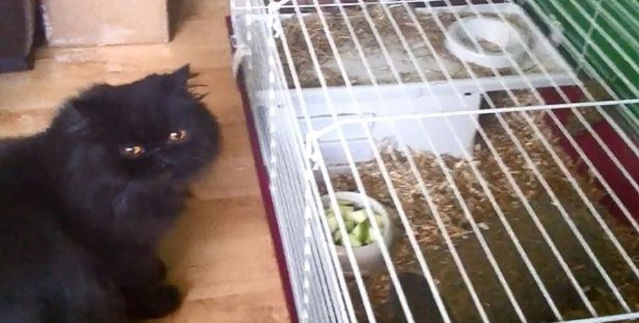 Фото с сайта mirror.co.uk