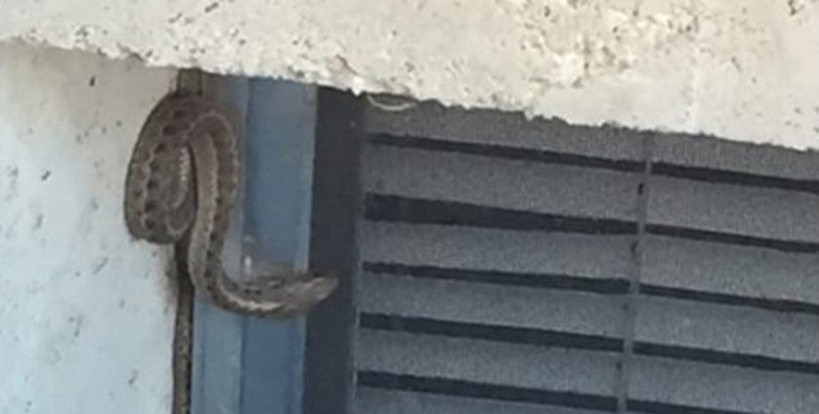 Змеи, дом, стена, гнездо змей, змеи в стенах дома, полтазают в стенах