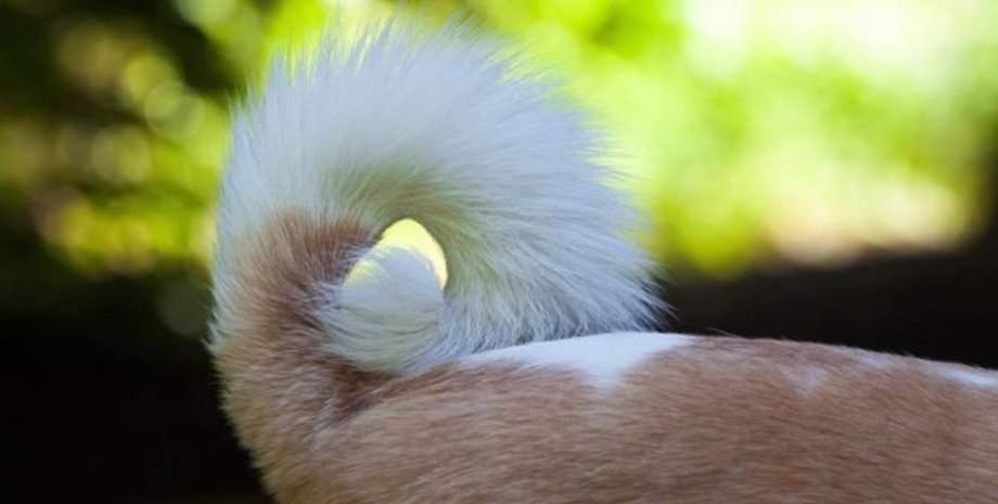 собачий хвіст, собака, виляння хвостом