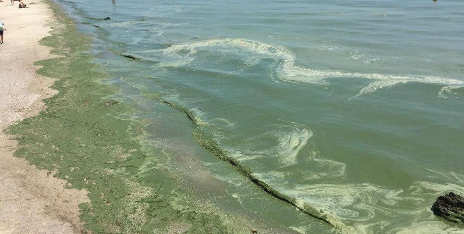 в одессе зацвело море