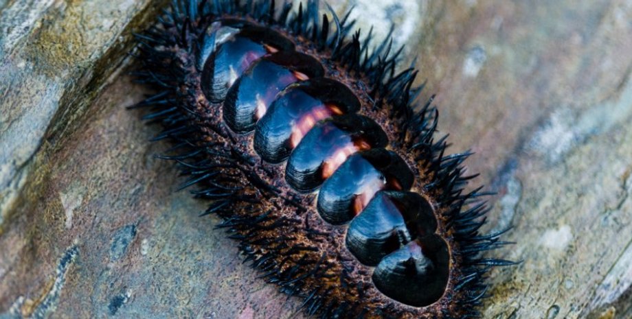 хитон, хитон панцирь глаза, глаза на панцире