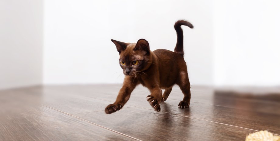 кошка, бег по квартире, привычки кошек, домашние животные