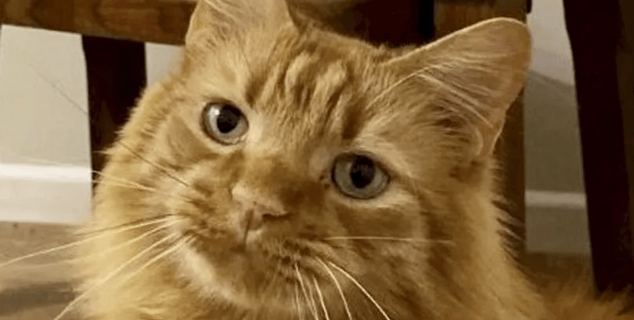 Кот чихал две недели, кот, домашнее животное, трава застряла в носу кота, растение в носу животного, ветеринары