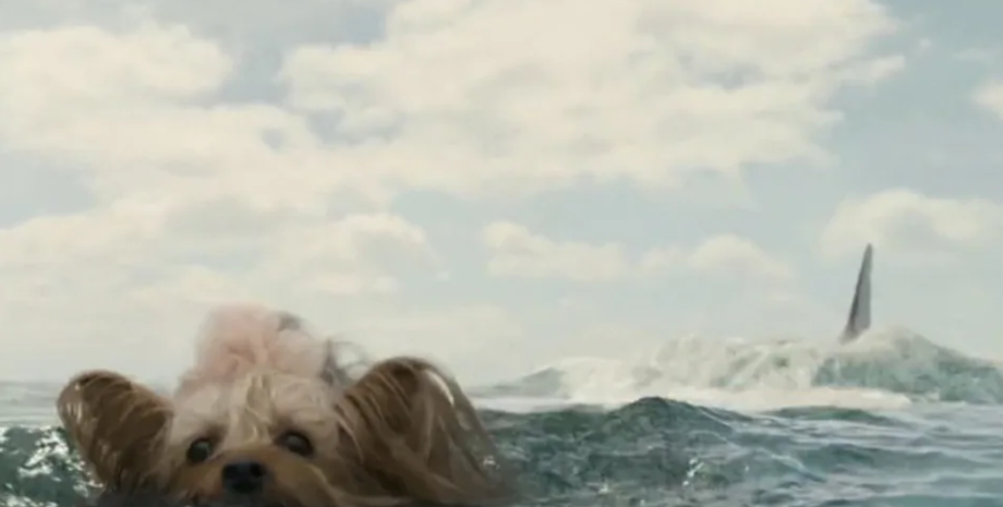 Акула выплюнула живую собаку, йоркширский терьер, которую зовут Мэдди, чудом пережила жестокое нападение хищницы