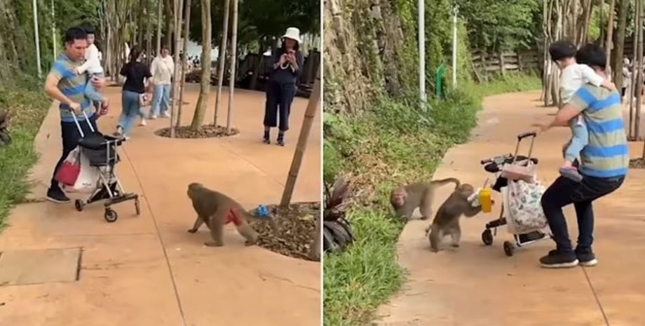 Мавпи вкрали візок у батька, Тайвань, цікаві історії, курйози, дивні випадки з життя