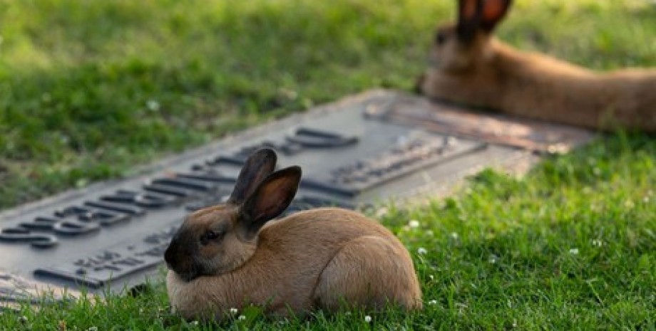 Кролик, кладбище в Эдмонтоне, кролики,