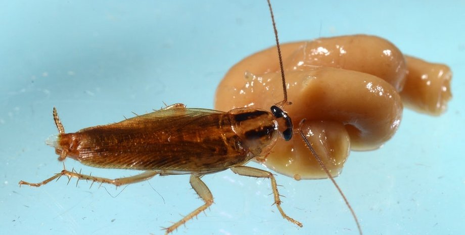 John Obermeyer/Purdue Entomology