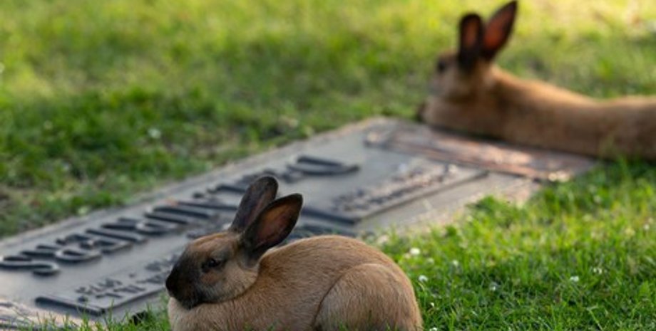 Кролик, кладбище в Эдмонтоне, кролики,