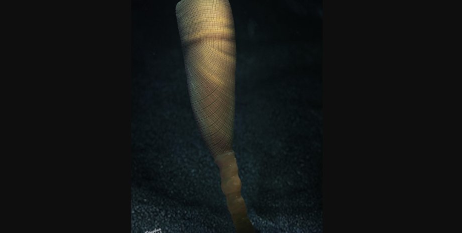 Ученые обнаружили в Китае древний вид губок Helicolocellus губка, древняя губка, губка окаменелость