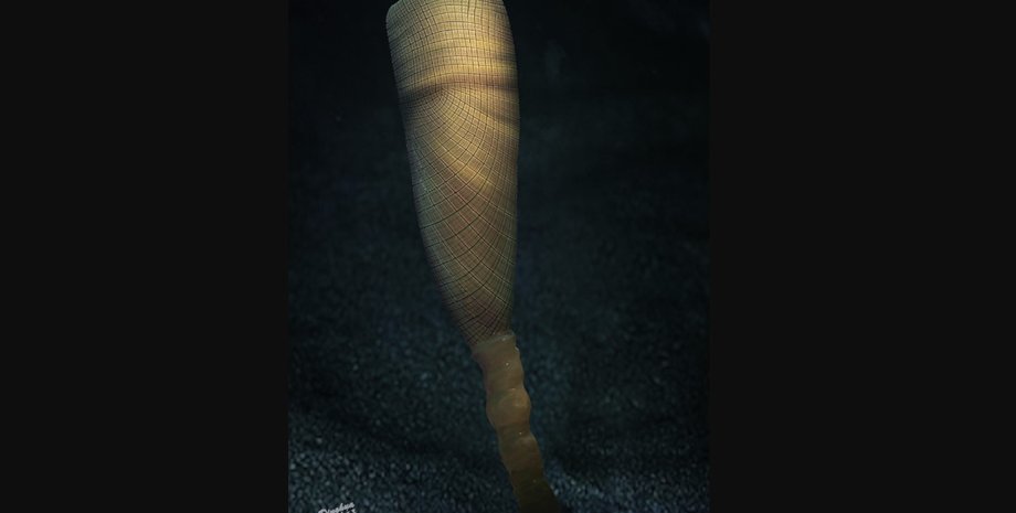 губка, древняя губка, губка окаменелость