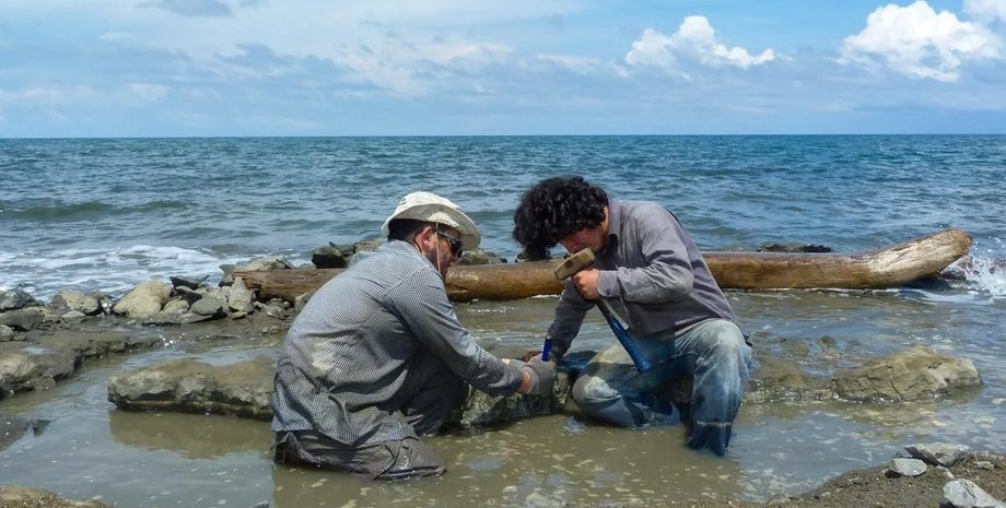 черепаха, стародавня черепаха, панцир черепахи