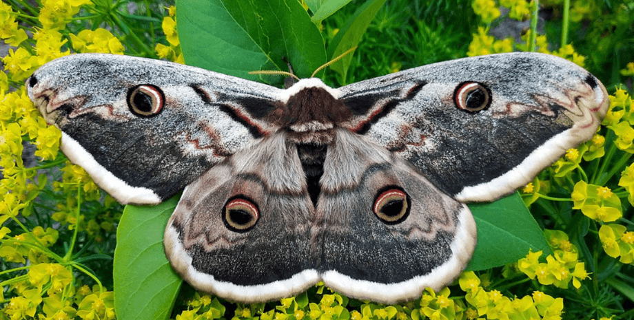 синевир, Сатурния большая, бабочка, Самая большая бабочка в Европе, нацпарк Синевир, НПП Синевир