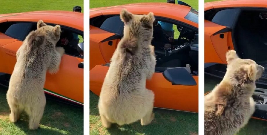 Lamborghini Huracan, авто шейхов, разбитый Lamborghini, частный зоопарк