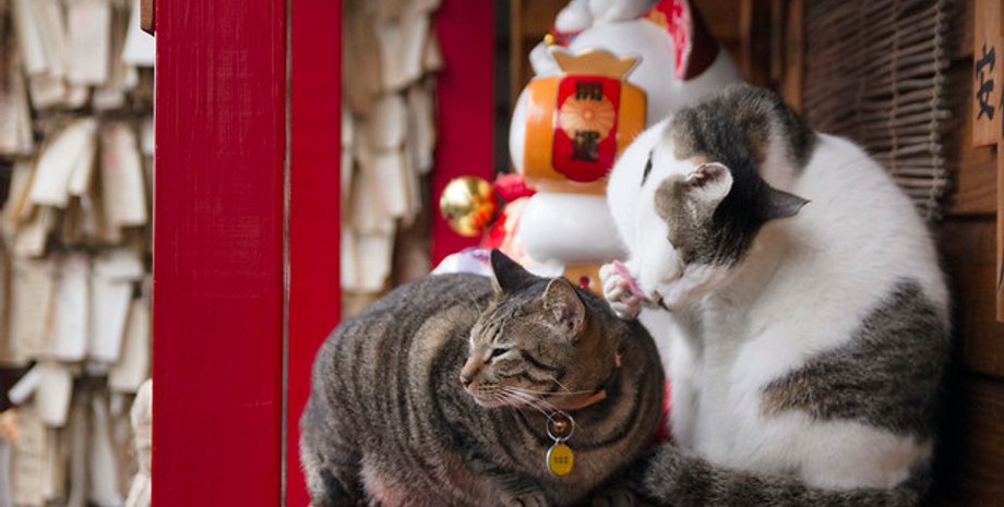 хоутон, тайвань, кошачья деревня, туристы, населенный пункт