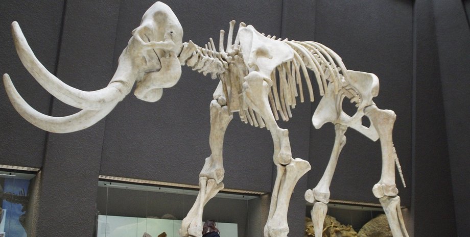 В ДНК мамонта з Сибіру знайшли бактерії, які можуть змінити уявлення про здоров'я вимерлих тварин