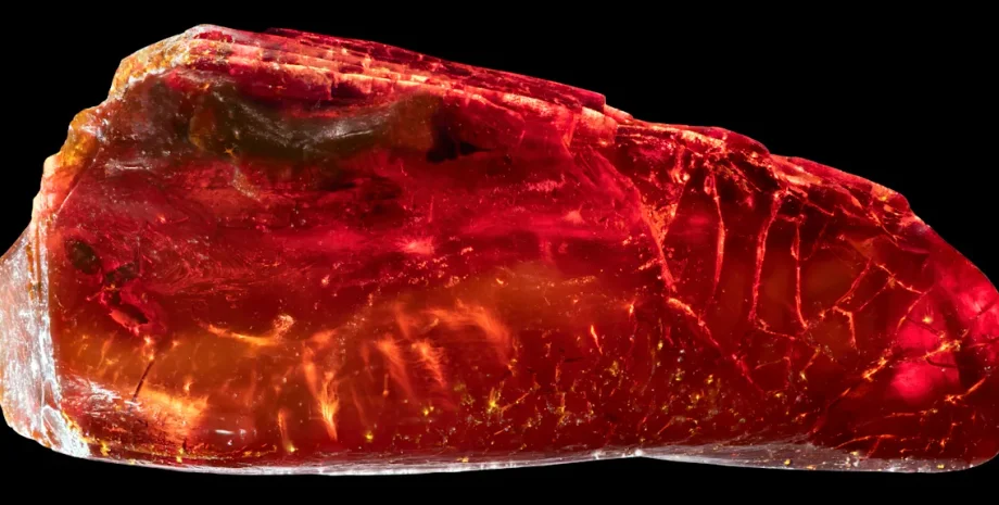 Ученые обнаружили муравья в янтаре