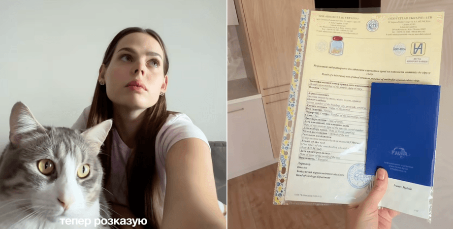 Украинка рассказала, как вывезти кота за границу в 2026 году