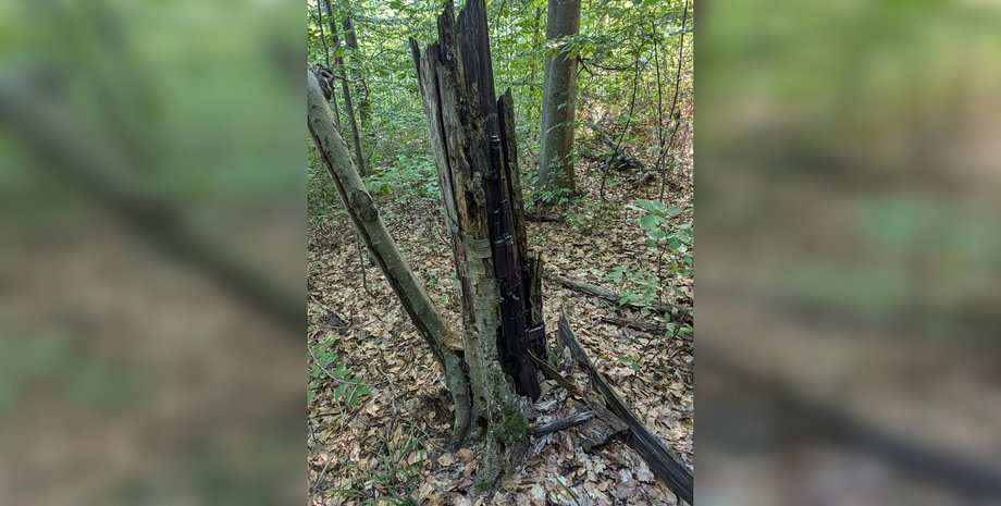 прикордонники, румунія, утікач з України, ловили ухильника