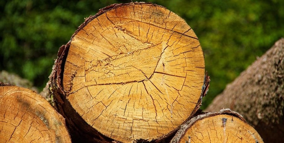 Складання дров у лісі в Україні, штраф за збирання дров, чому можуть оштрафувати за збирання дров