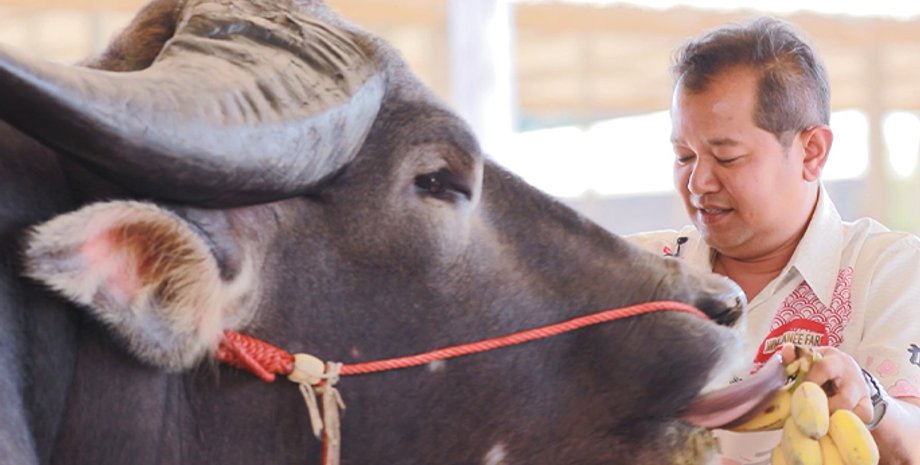 самый высокий в мире водяной буйвол
