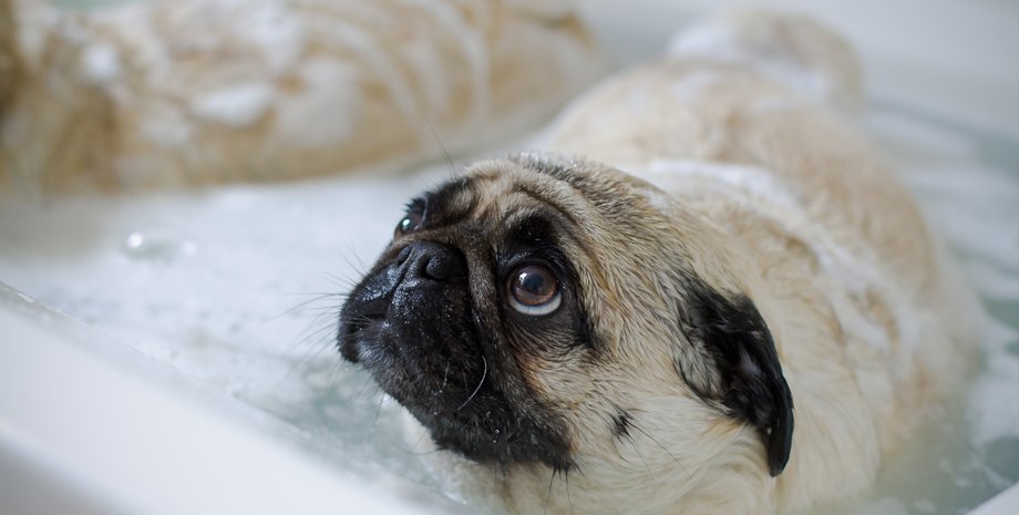 Собака, порода собак, лучшая собака