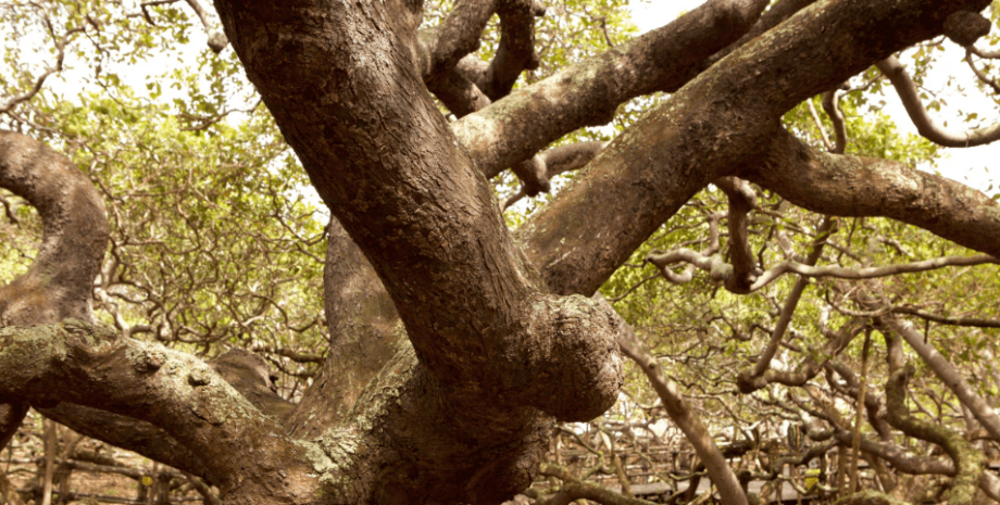 Самое большое в мире дерево кешью, Книга рекордов Гиннеса, титул, аномальные растения, фото, Бразилия