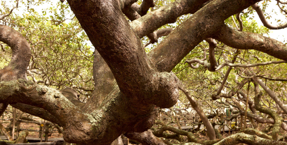 Найбільше у світі дерево кеш'ю, Книга рекордів Гіннеса, титул, аномальні рослини, фото, Бразилія