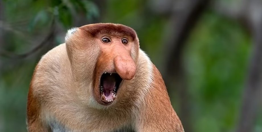 обезьяны, хоботные обезьяны, обезьяны-хоботки