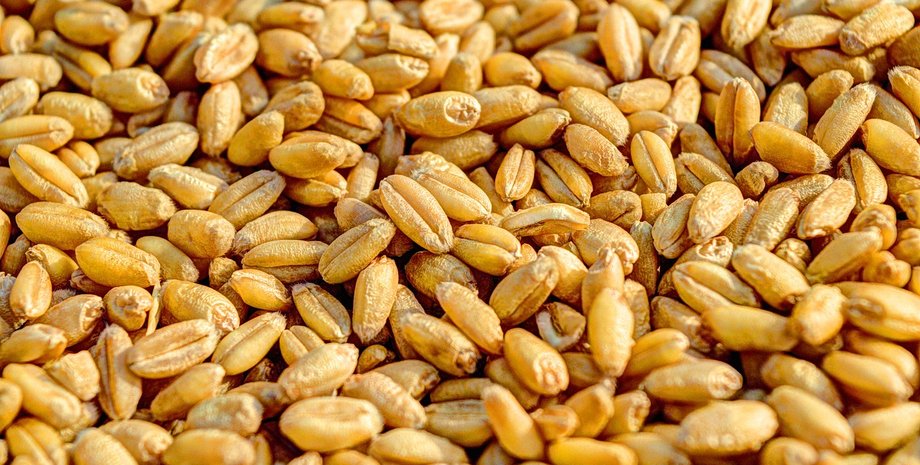 Пшеница, зерно
