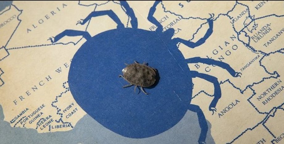 Клещ, Argas brumpti